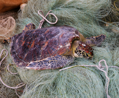 Abholung einer geretteten Meeresschildkröte bei einem Fischer