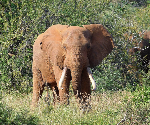 Elefant in Kenia