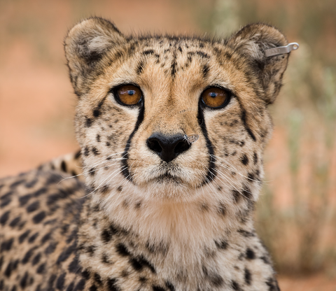 Gepard in Namibia