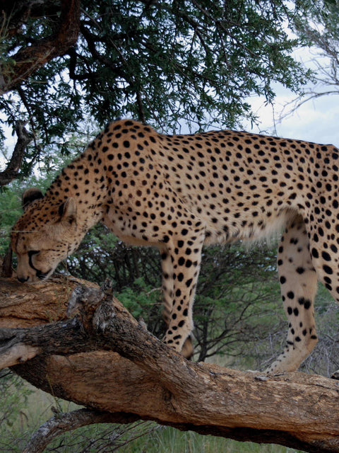 Gepard im Baum in Afrika
