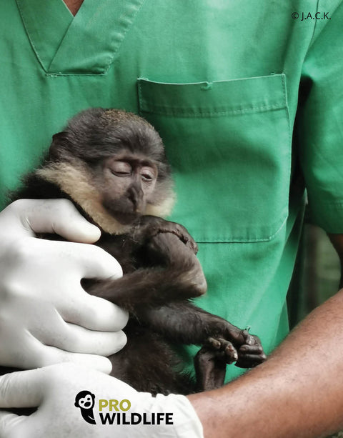 Gerettete Meerkatze im Arm eines Pflegers