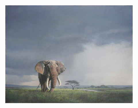 "Tusker" - Druck auf Papier