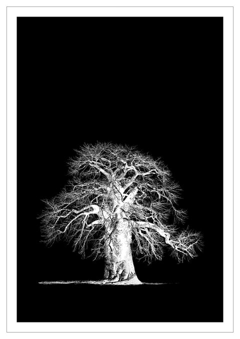 Print, Fotografie auf Hahnemühle Archivpapier, „Baobab 1 Negative“ vom afrikanischen Künstler Nigel Whitehead, auf dem Kunstwerk ist ein Baobab Baum in Afrika in schwarz und weiß zu sehen