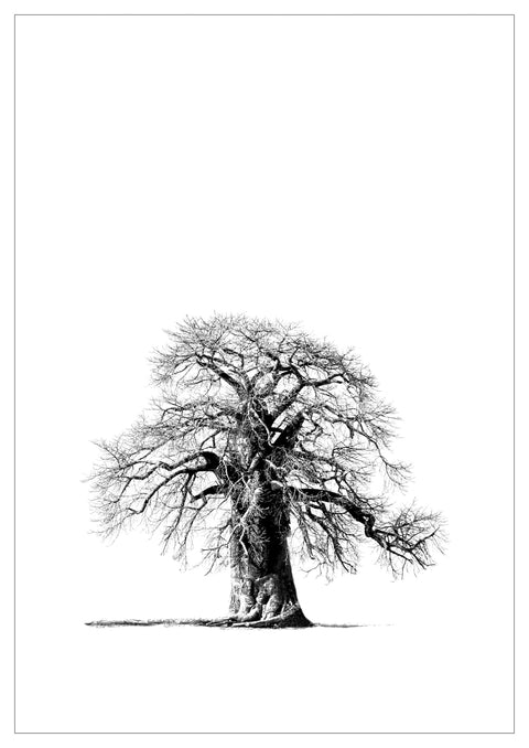 Print, Fotografie auf Hahnemühle Archivpapier, „Baobab“ vom afrikanischen Künstler Nigel Whitehead, auf dem Kunstwerk ist ein Baobab Baum in Afrika in schwarz und weiß zu sehen