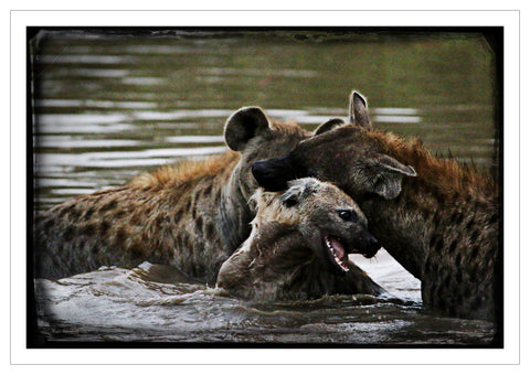 Print, Fotografie auf Hahnemühle Archivpapier, „Hyena“ vom afrikanischen Künstler Nigel Whitehead, auf dem Kunstwerk sind Hyänen zu sehen, die im Wasser spielen