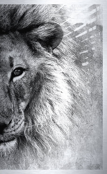 Druck auf gebürstetem Aluminium, Simba 2, zweiter Teil vom zweiteiligen Kunstwerk von der afrikanischen Künstlerin Linnea Frank, auf dem Kunstwerk ist der Kopf eines Löwen in Frontalansicht zu sehen 