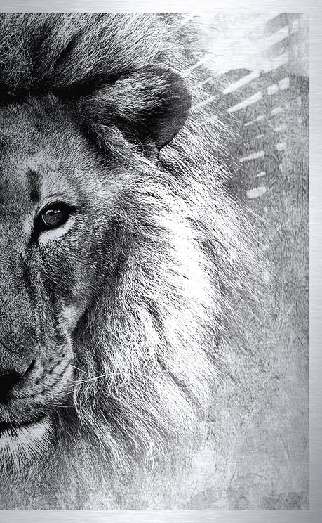 Druck auf gebürstetem Aluminium, Simba 2, zweiter Teil vom zweiteiligen Kunstwerk von der afrikanischen Künstlerin Linnea Frank, auf dem Kunstwerk ist der Kopf eines Löwen in Frontalansicht zu sehen
