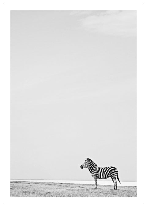 Print, Fotografie auf Hahnemühle Archivpapier, „Zebra (Black and white)“ vom afrikanischen Künstler Nigel Whitehead, auf dem Kunstwerk ist ein Zebra in Afrika zu sehen