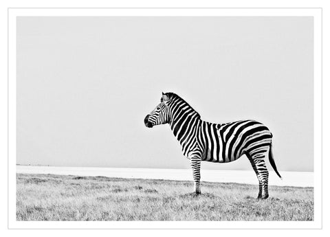 Print, Fotografie auf Hahnemühle Archivpapier, „Zebra Zoom Black And White Landscape“ vom afrikanischen Künstler Nigel Whitehead, auf dem Kunstwerk ist ein Zebra in Afrika zu sehen