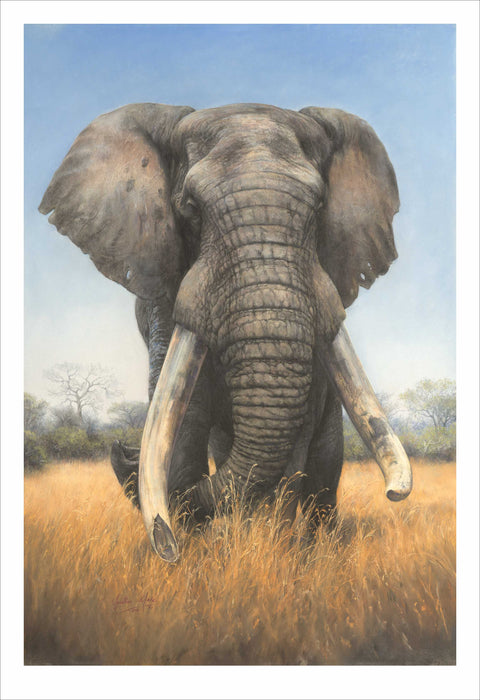 Elephant Bull - Druck auf Papier