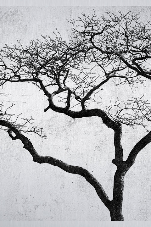 Druck auf gebürstetem Aluminium, Boom 2, zweiter Teil des dreiteiligen Kunstwerks von der afrikanischen Künstlerin Linnea Frank, auf dem dreiteiligen Kunstwerk ist ein Baum zu sehen. 