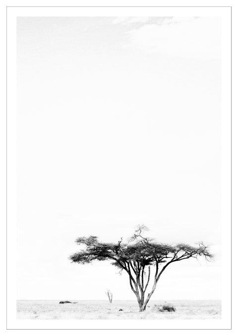 Print, Fotografie auf Hahnemühle Archivpapier, „Camelthorn Tree“ vom afrikanischen Künstler Nigel Whitehead, auf dem Kunstwerk ist ein Kameldornbaum in Afrika in schwarz und weiß zu sehen