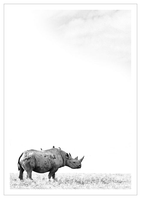 Print, Fotografie auf Hahnemühle Archivpapier, „Etosha Rhino 1“ vom afrikanischen Künstler Nigel Whitehead, auf dem Kunstwerk ist ein Nashorn in Afrika in schwarz und weiß zu sehen