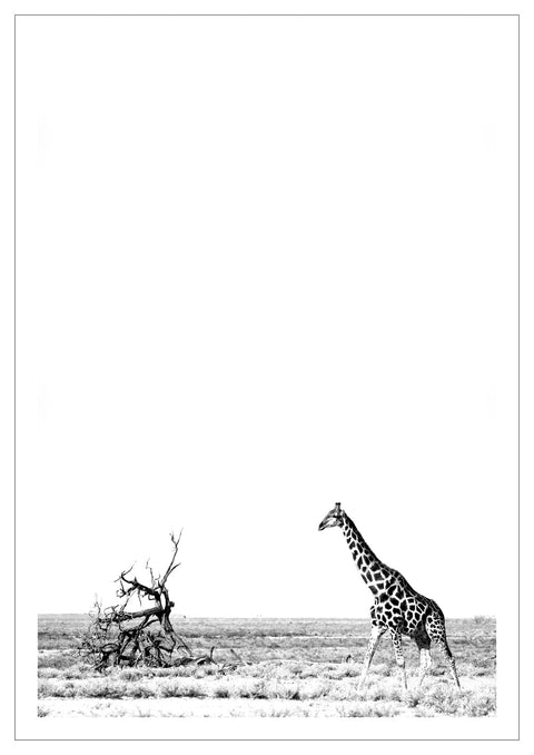 Print, Fotografie auf Hahnemühle Archivpapier, „Giraffe (Black & White)“ vom afrikanischen Künstler Nigel Whitehead, auf dem Kunstwerk ist eine Giraffe in Afrika in schwarz und weiß zu sehen