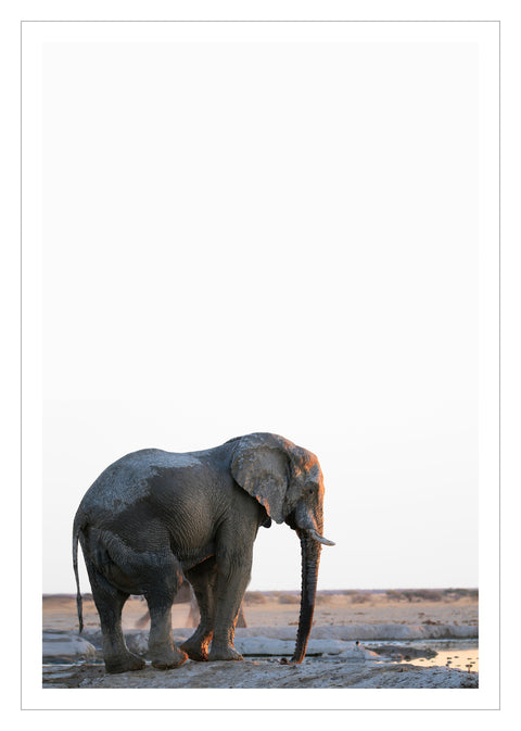 Print, Fotografie auf Hahnemühle Archivpapier, „Nxai Pan Elephant“ vom afrikanischen Künstler Nigel Whitehead, auf dem Kunstwerk ist ein Elefant in Afrika zu sehen